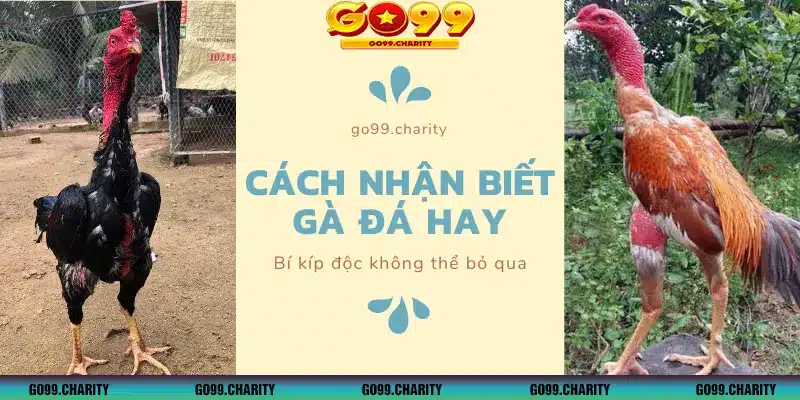 Cách Nhận Biết Gà Đá Hay Kê Thủ Cần Nắm Rõ Chi Tiết