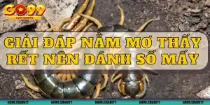 Nằm Mơ Thấy Rết Đánh Số Mấy Đảm Bảo Đặt Đâu Trúng Đó