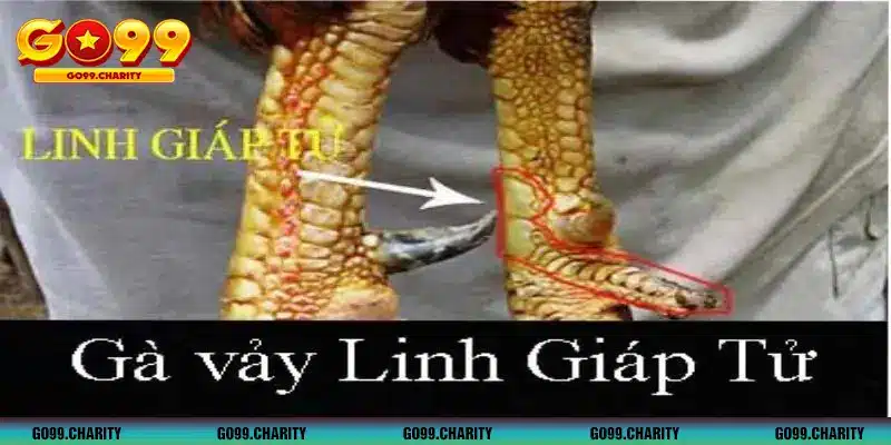 Gà vảy linh giáp tử 