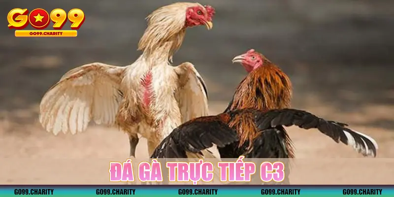 Đá Gà Trực Tiếp C3 - Nơi Thần Kê Thể Hiện Bản Lĩnh, Tài Năng