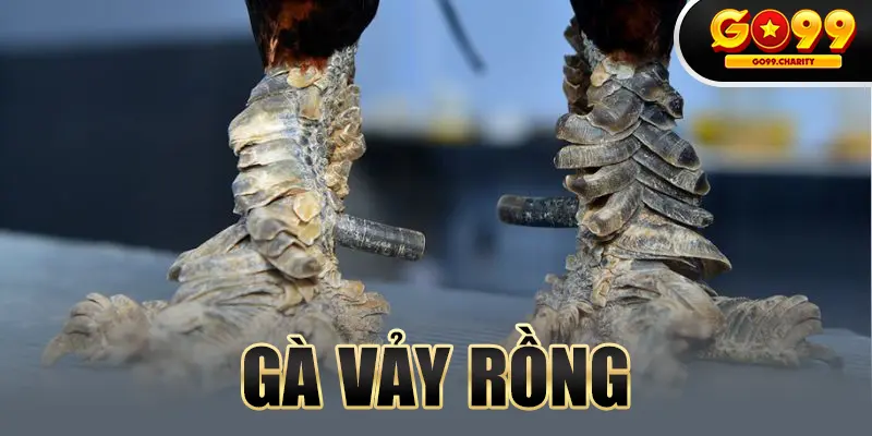 Gà Vảy Rồng - Loại Vảy Hiếm Và Độc Đáo Bậc Nhất Hiện Nay