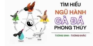 Màu Mạng Gà Đá Hôm Nay - Chiến Thuật Ra Trận Bất Bại